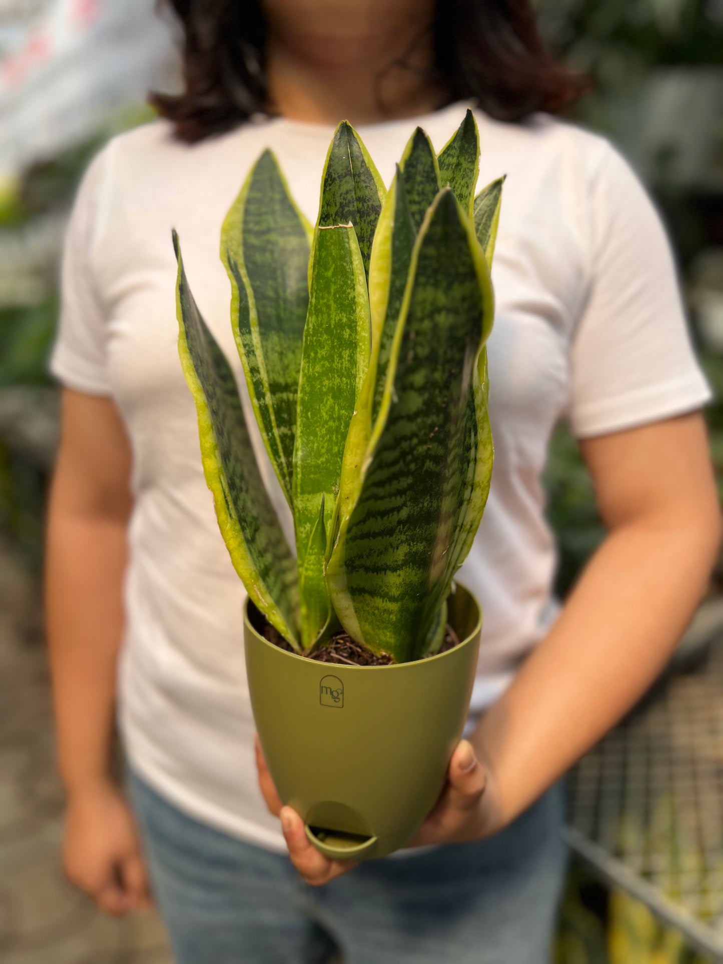 Snake Plant