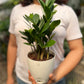 ZZ Plant / Zamioculcas Zamifolia