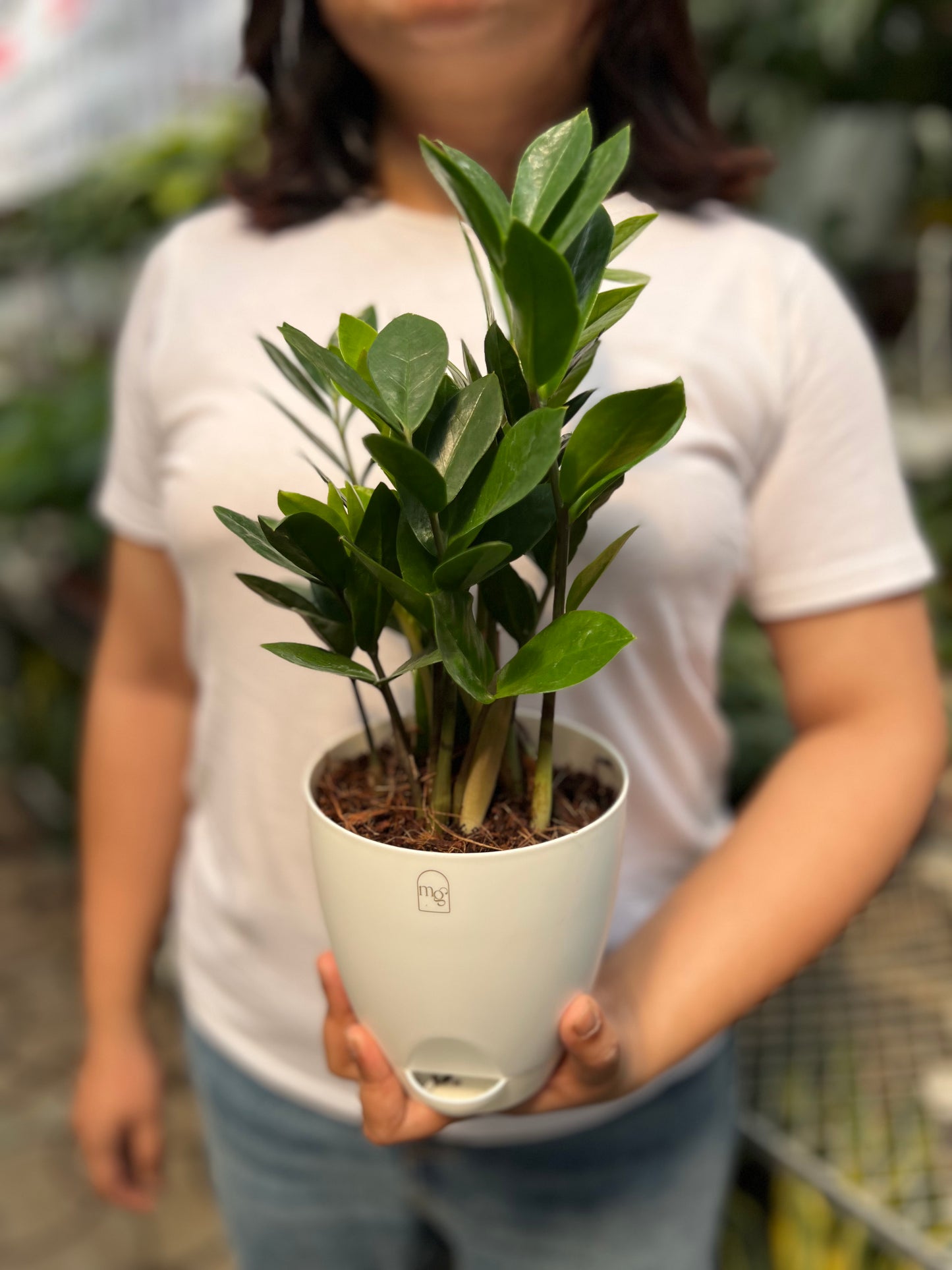 ZZ Plant / Zamioculcas Zamifolia