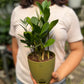 ZZ Plant / Zamioculcas Zamifolia