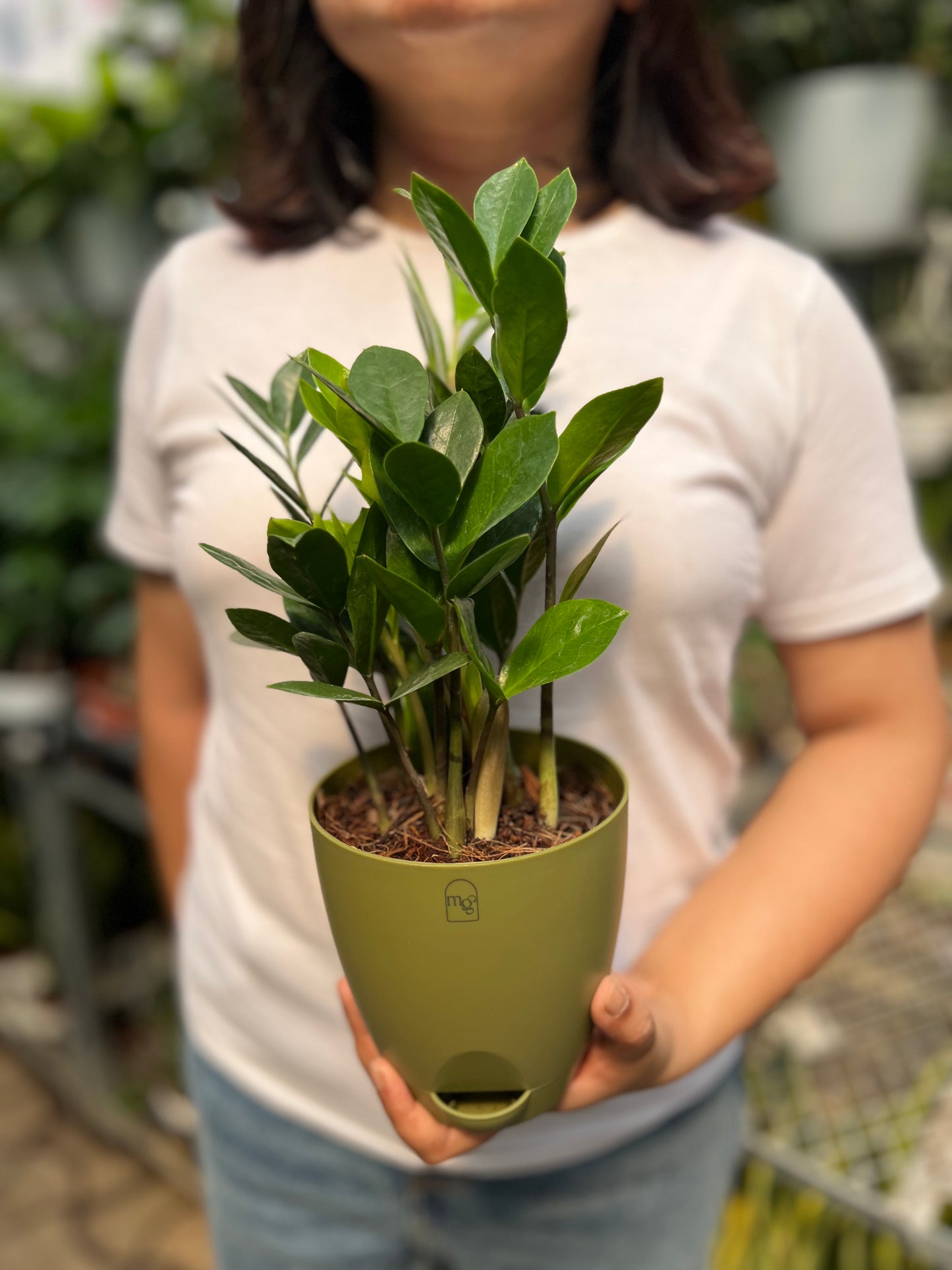 ZZ Plant / Zamioculcas Zamifolia