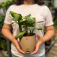 Dieffenbachia Plant (Dumb Cane)