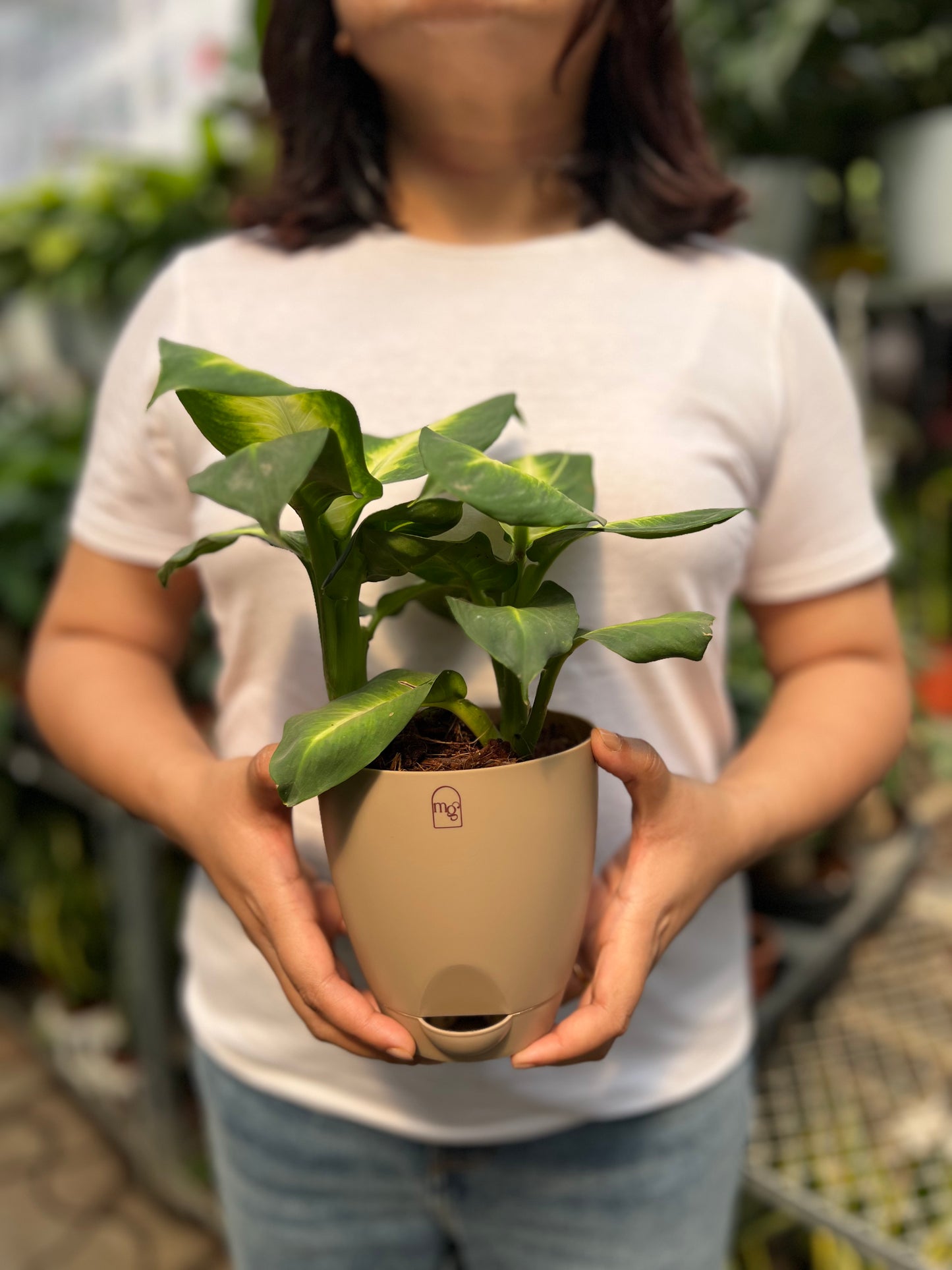 Dieffenbachia Plant (Dumb Cane)