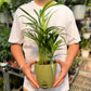 Arcea palm