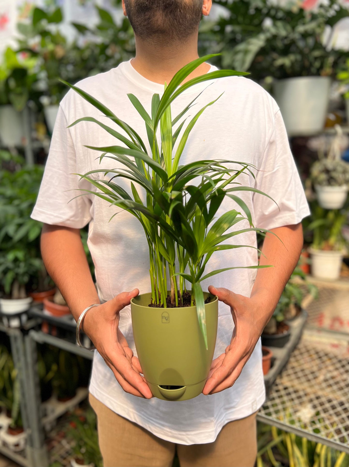 Arcea palm