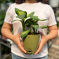 Dieffenbachia Plant (Dumb Cane)