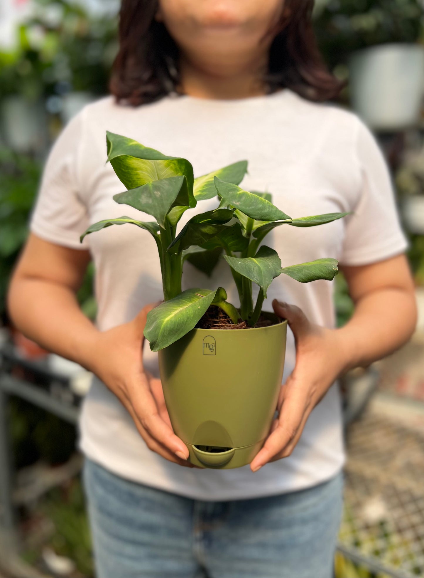 Dieffenbachia Plant (Dumb Cane)