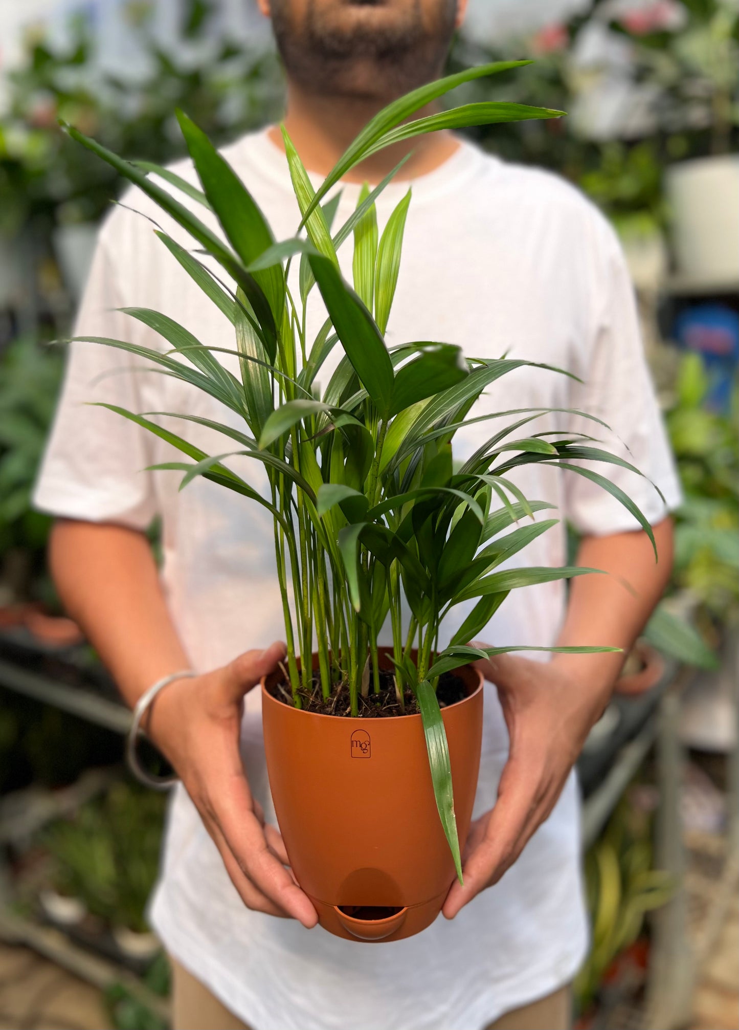 Arcea palm