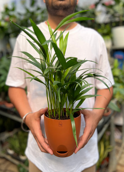 Arcea palm