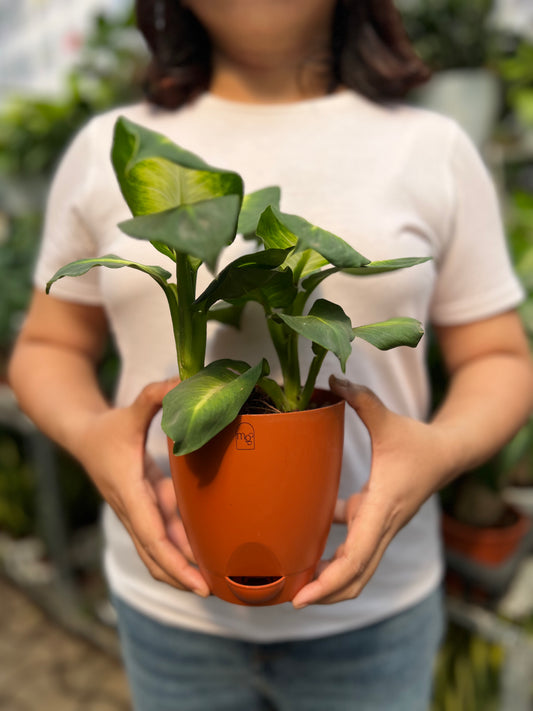 Dieffenbachia Plant (Dumb Cane)