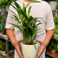 Arcea palm