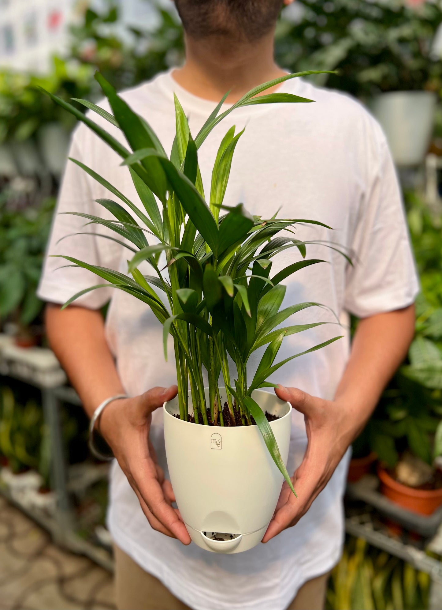 Arcea palm