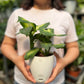 Dieffenbachia Plant (Dumb Cane)