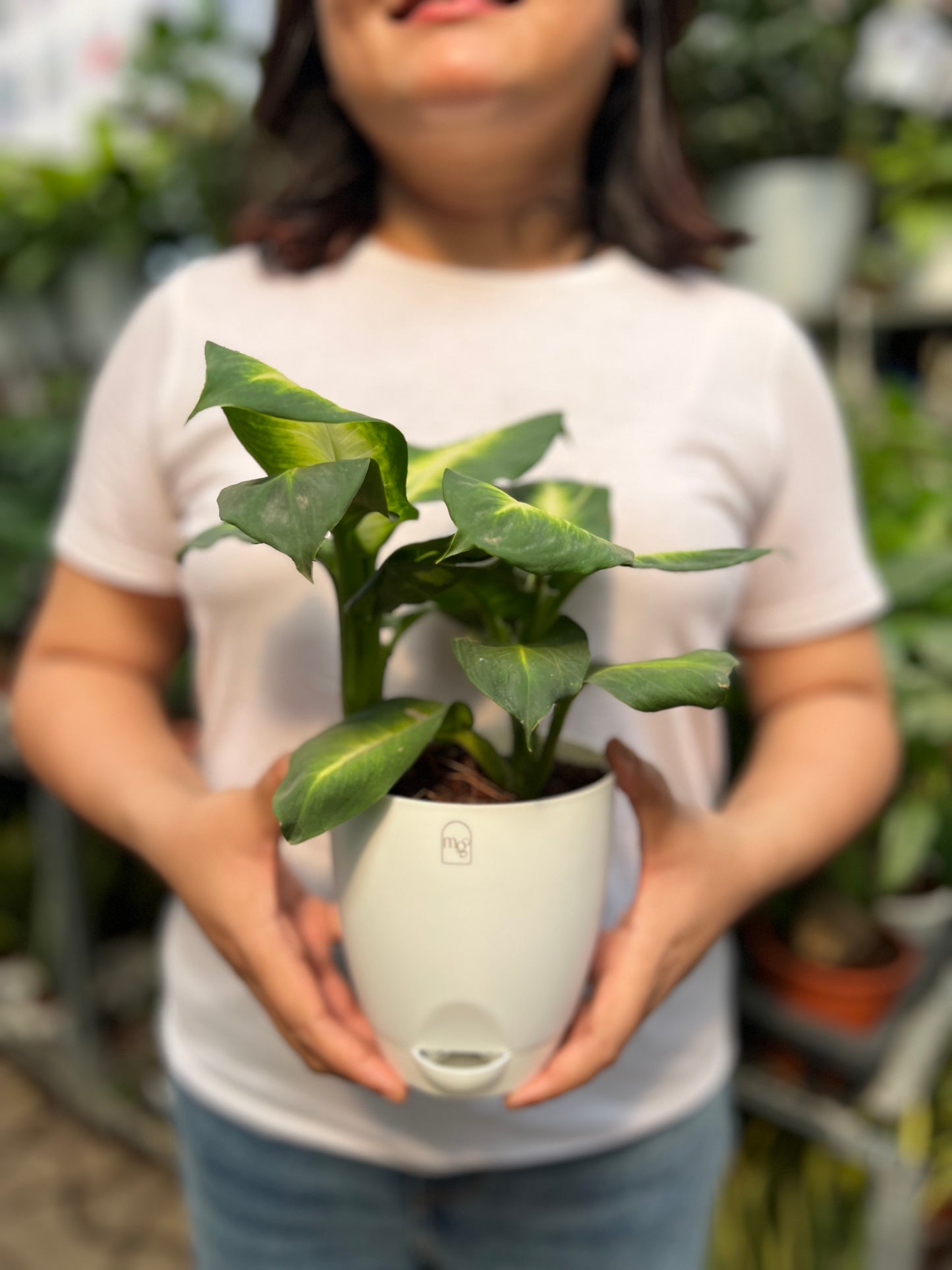 Dieffenbachia Plant (Dumb Cane)