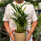 Arcea palm