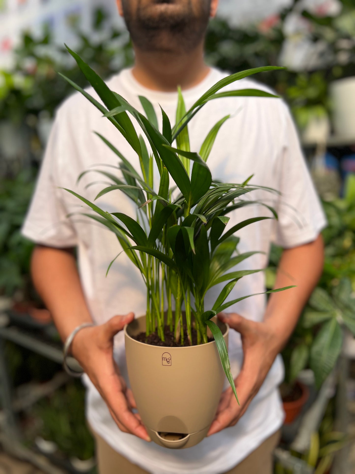 Arcea palm