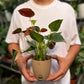 Red Anthurium