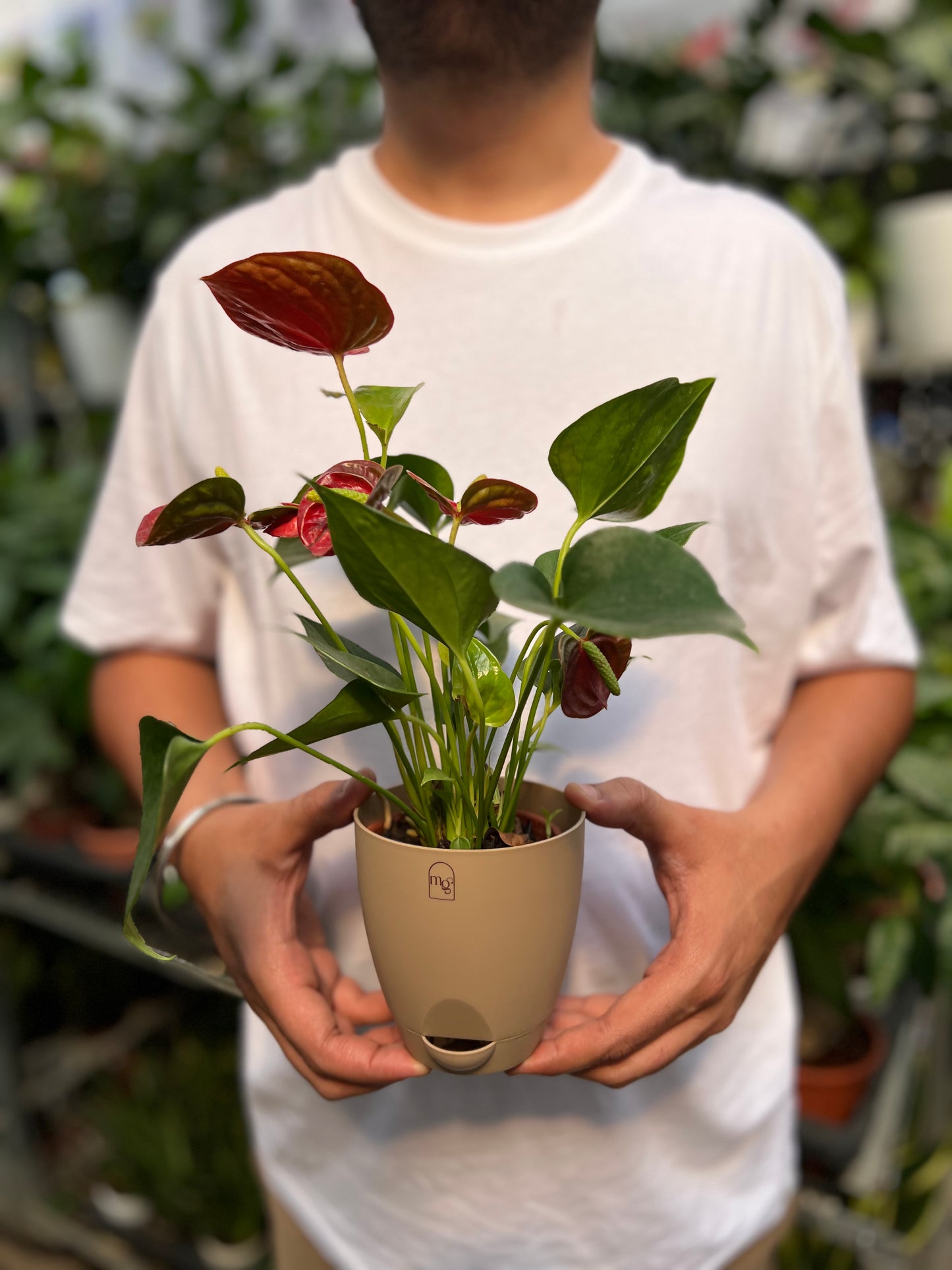 Red Anthurium