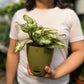 Aglaonema Snow White