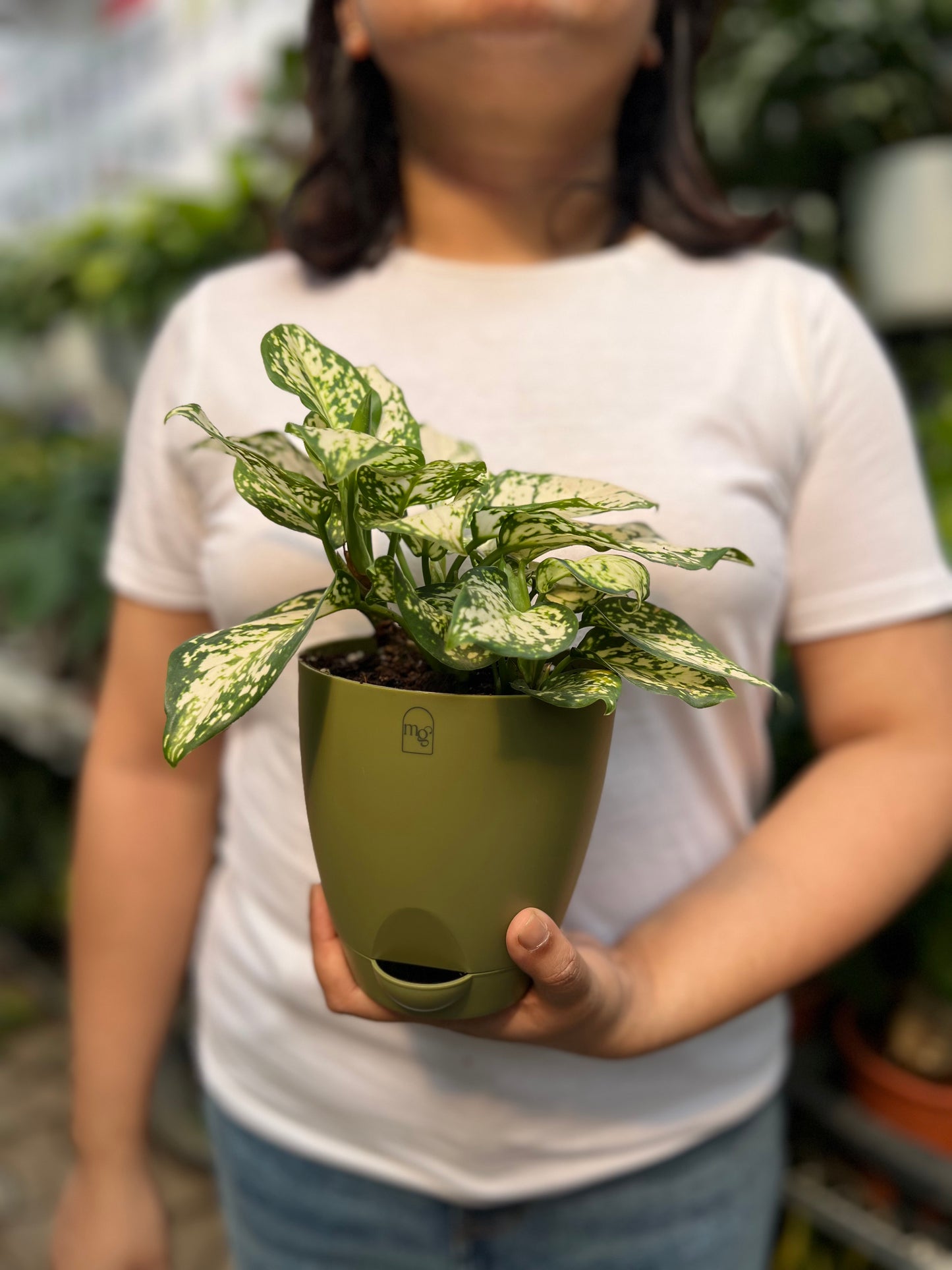 Aglaonema Snow White