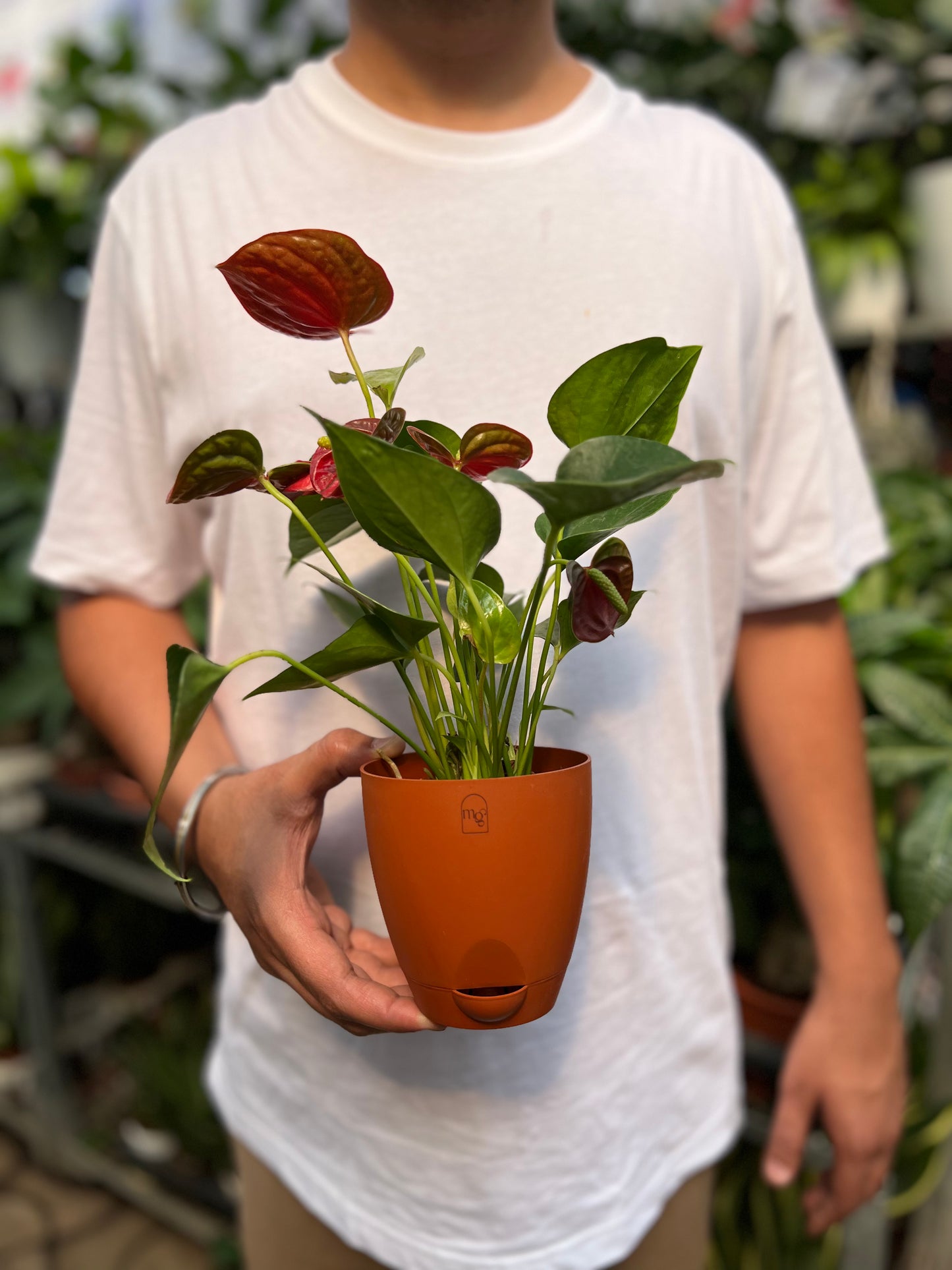 Red Anthurium