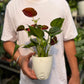 Red Anthurium