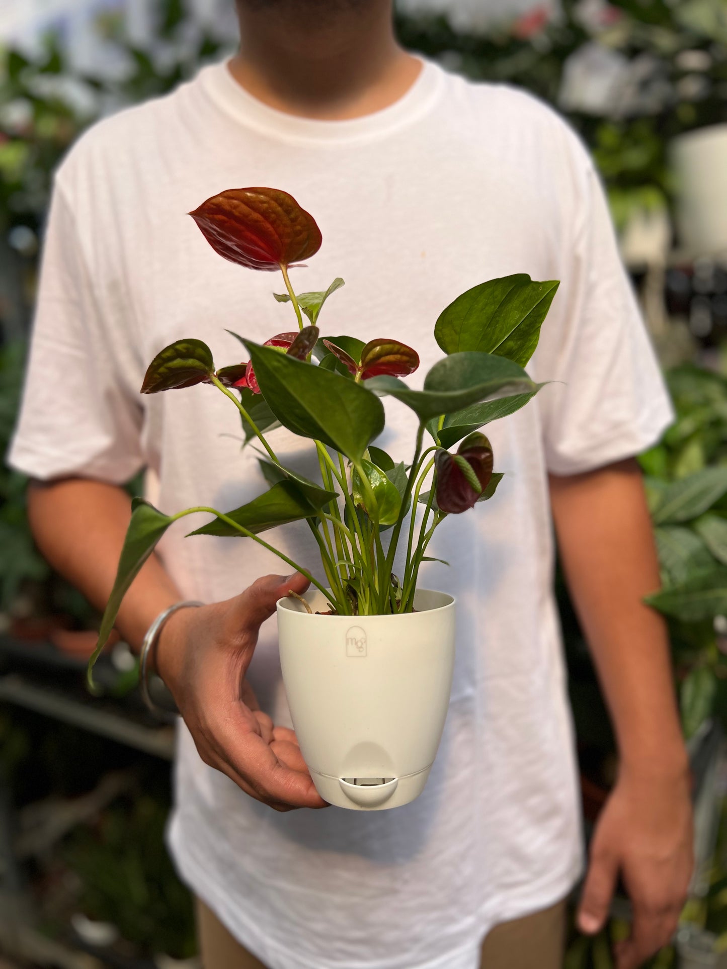 Red Anthurium