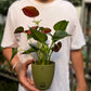 Red Anthurium