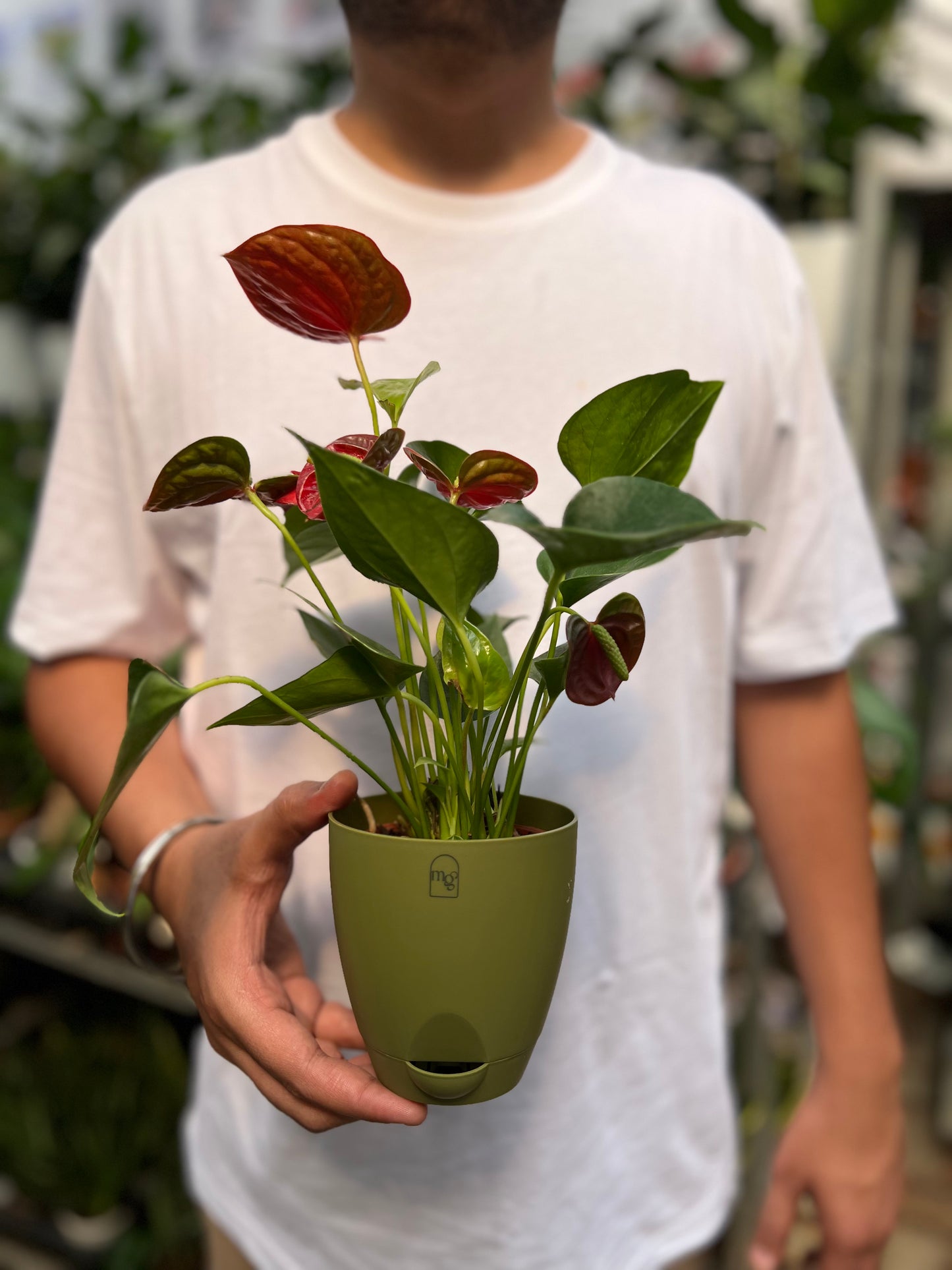 Red Anthurium