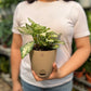 Aglaonema Snow White