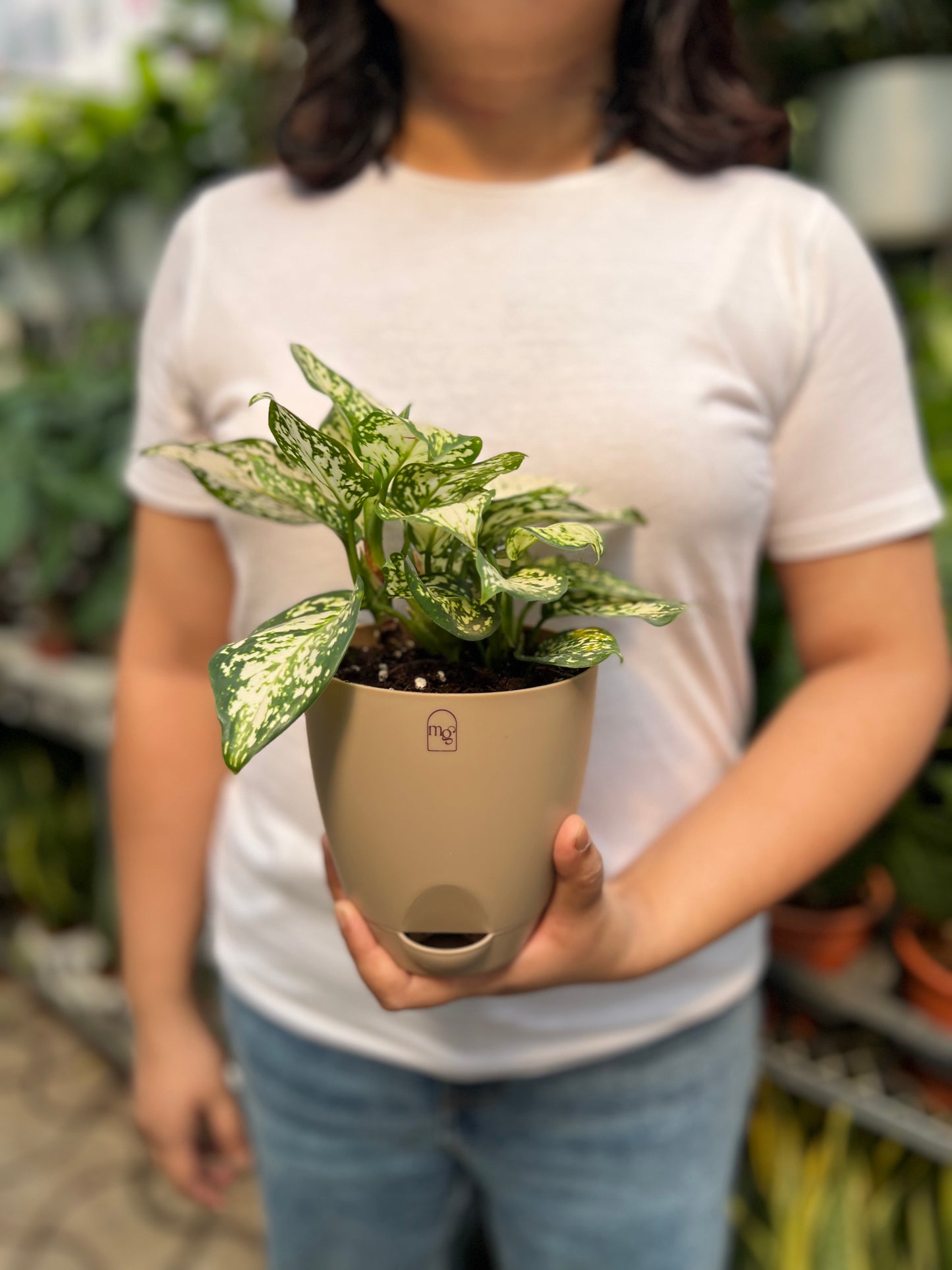Aglaonema Snow White