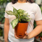 Aglaonema Snow White