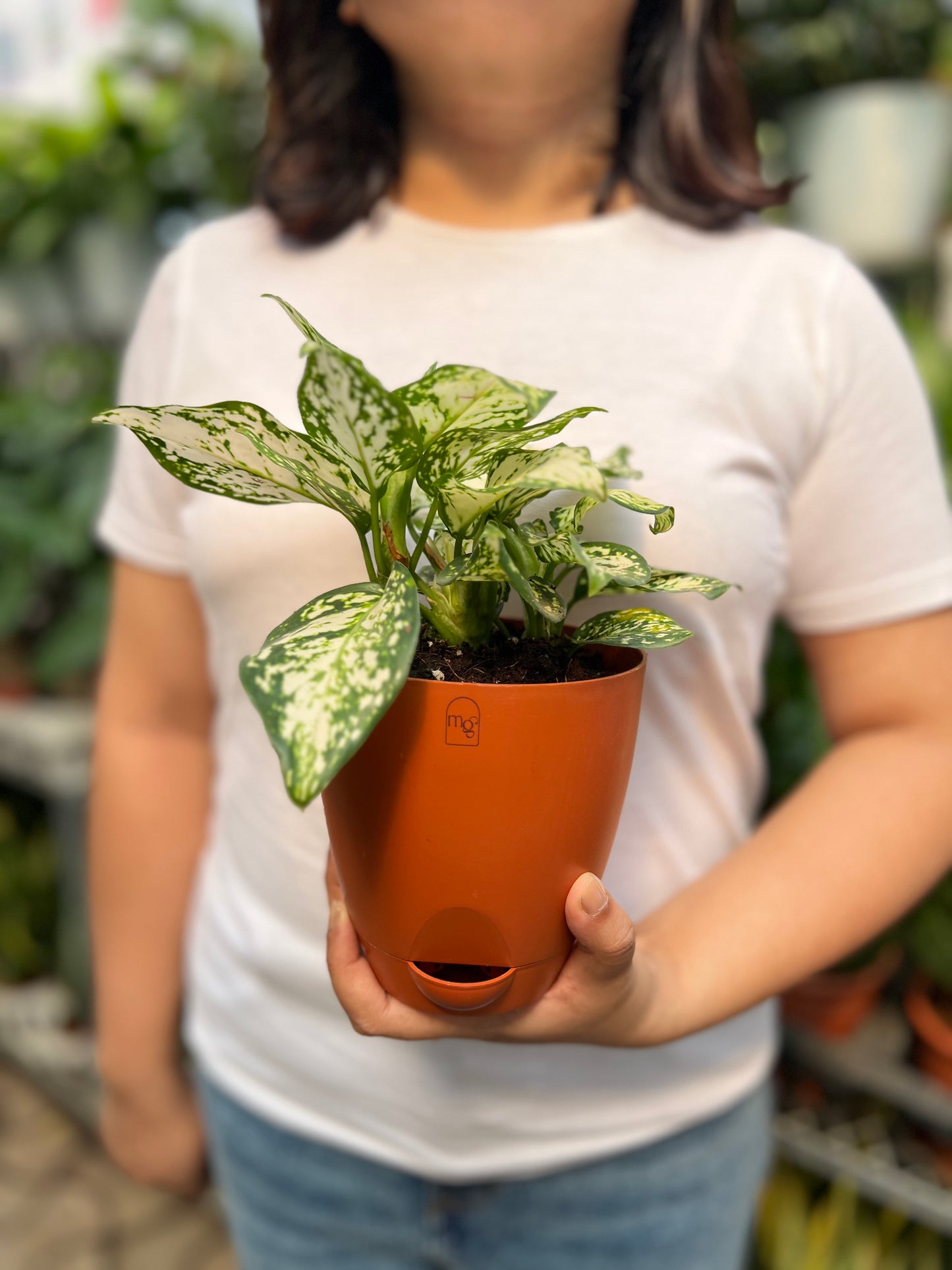 Aglaonema Snow White