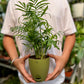 Parlor palm