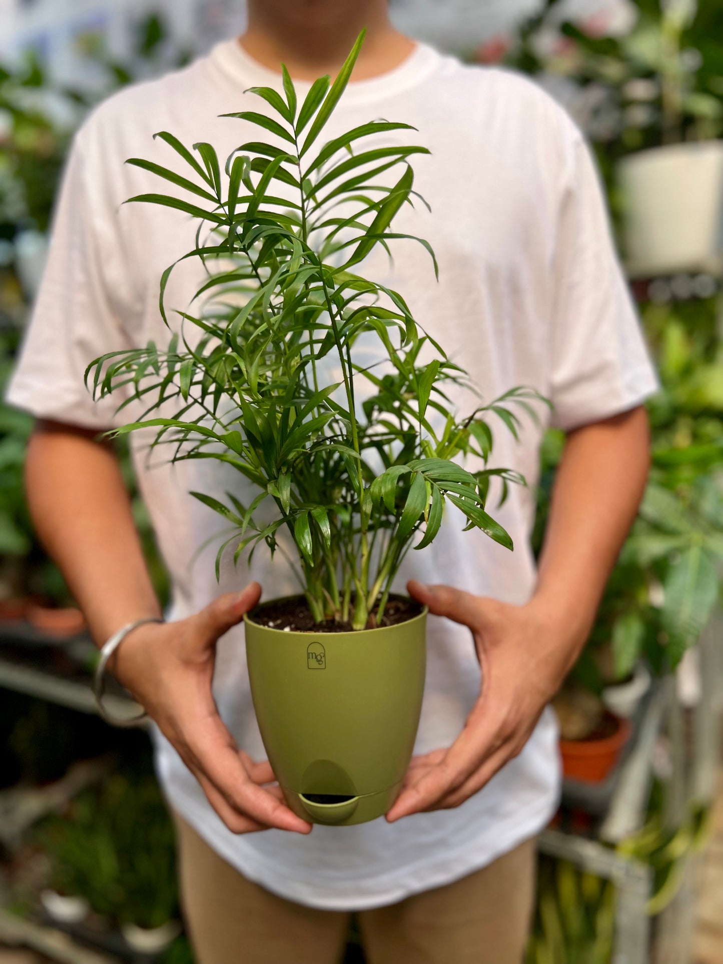 Parlor palm