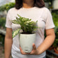 Aglaonema Snow White