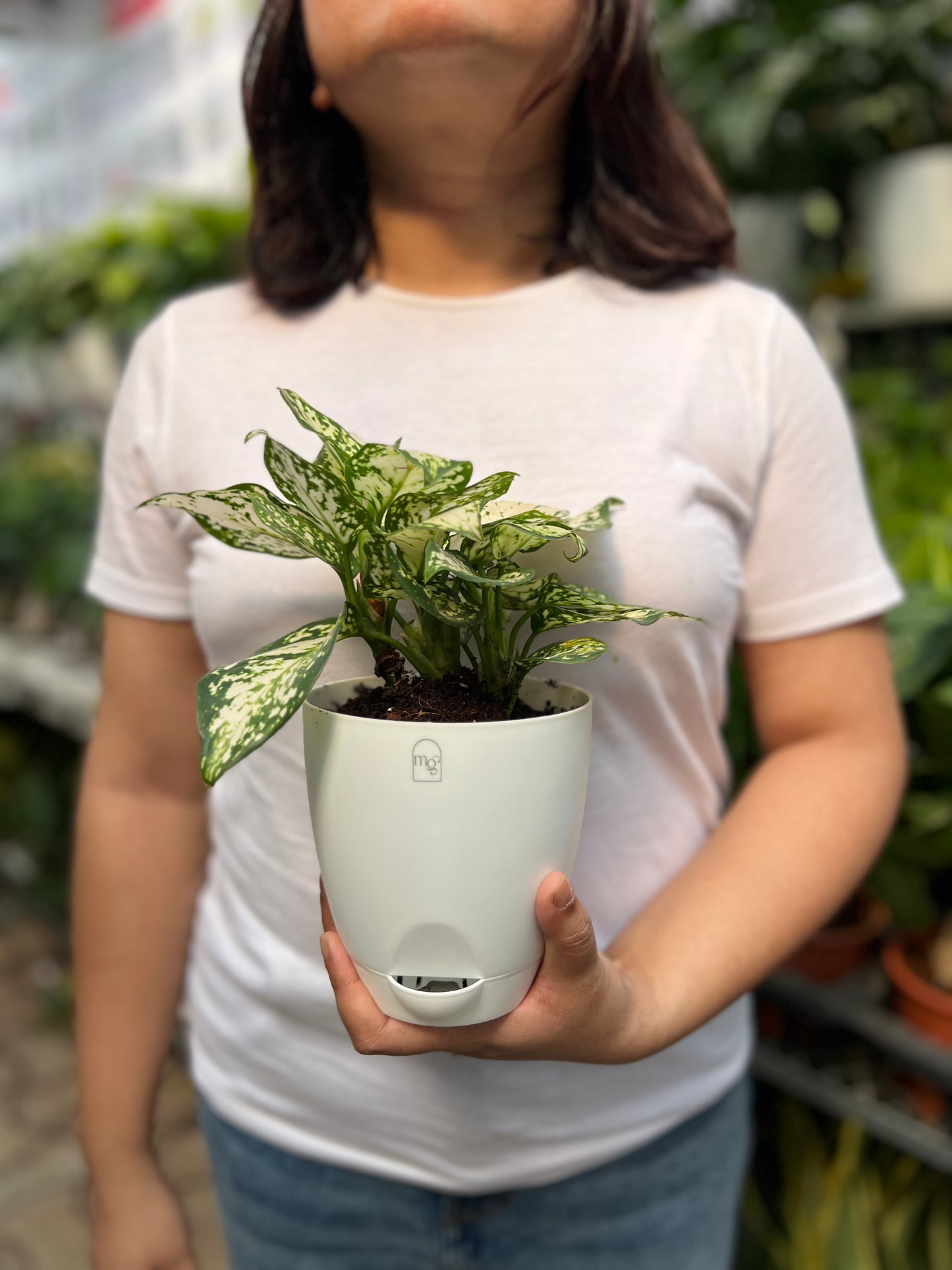 Aglaonema Snow White
