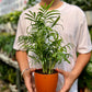 Parlor palm
