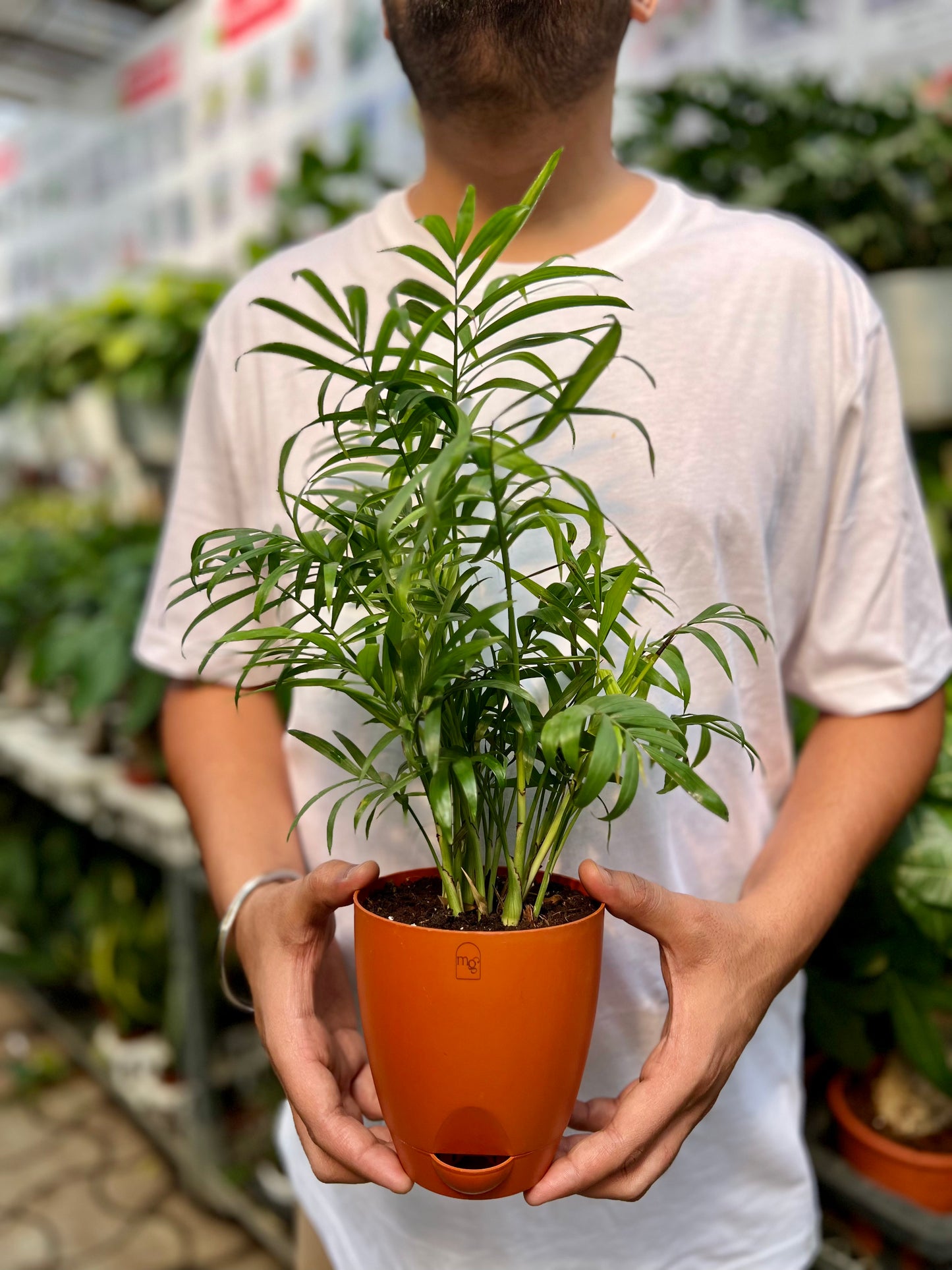 Parlor palm