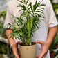 Parlor palm