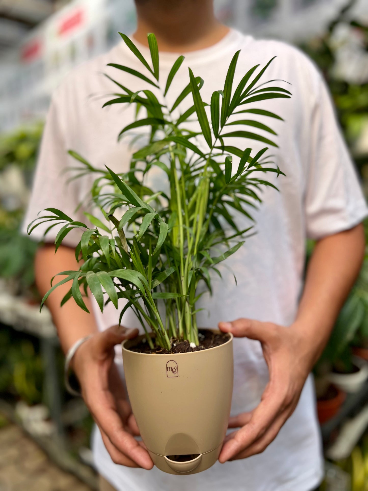 Parlor palm