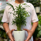 Parlor palm