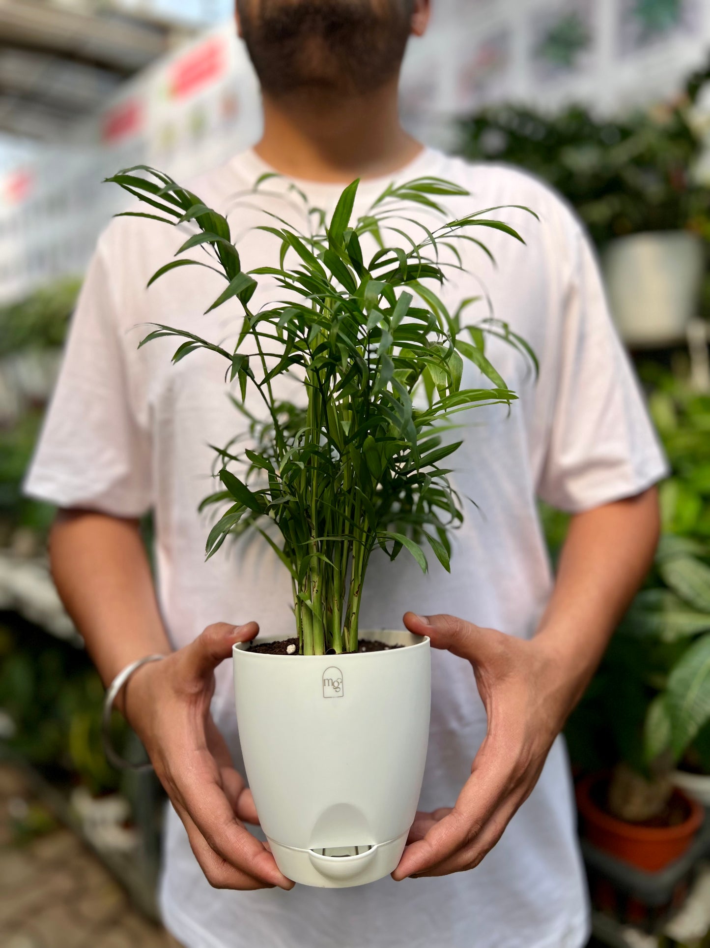 Parlor palm