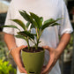 Aglaonema Black Lipstick