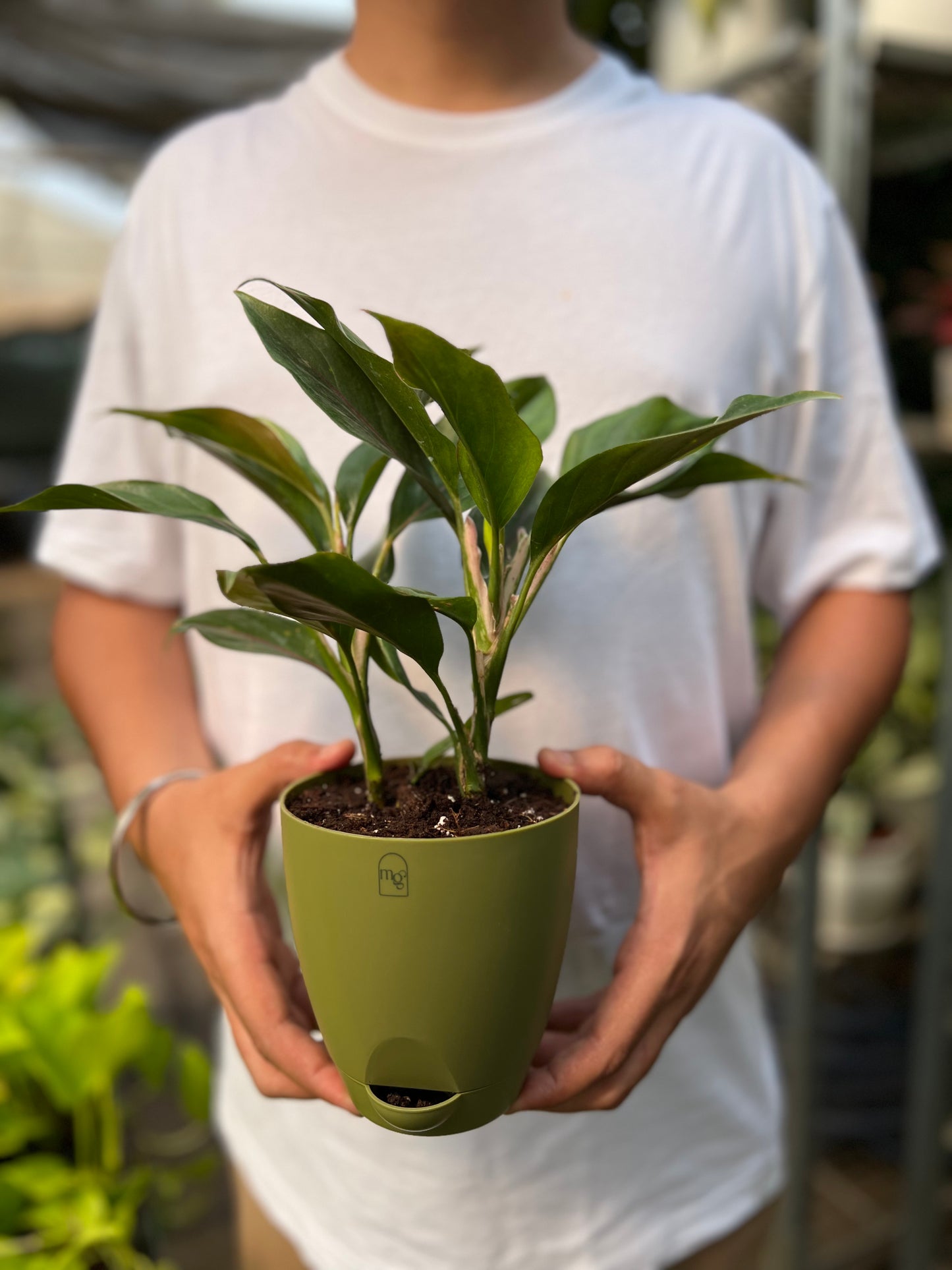 Aglaonema Black Lipstick