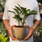 Aglaonema Black Lipstick