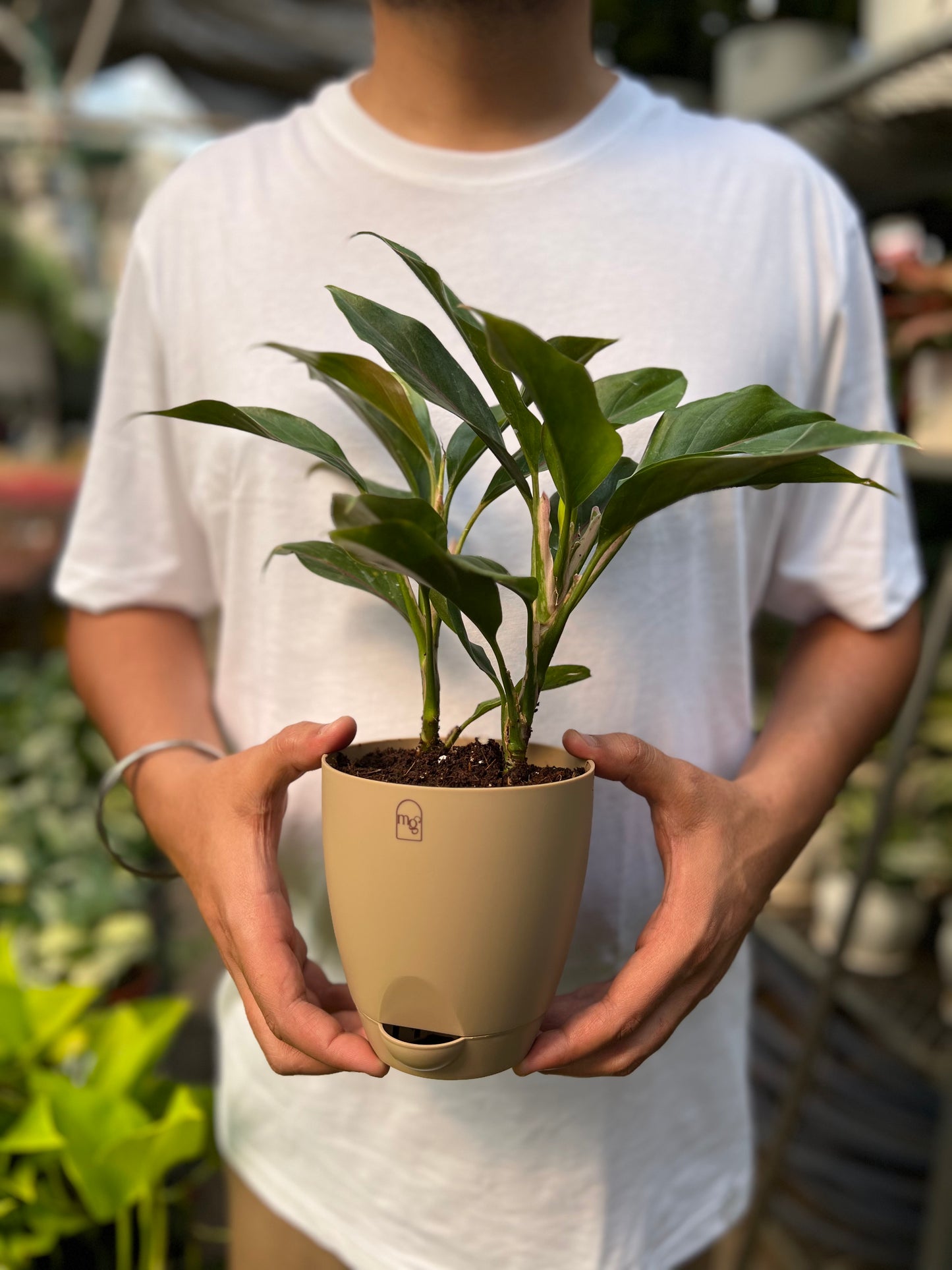 Aglaonema Black Lipstick