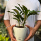 Aglaonema Black Lipstick