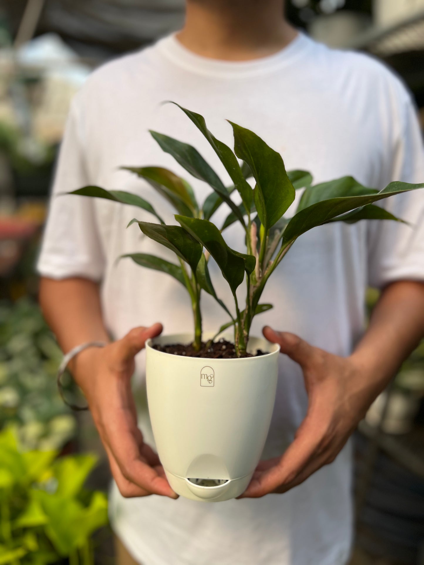 Aglaonema Black Lipstick
