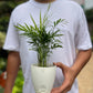 Parlor palm